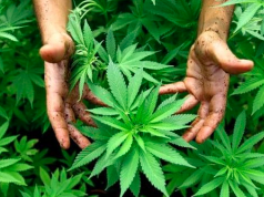 Quali azioni cannabis comprare?