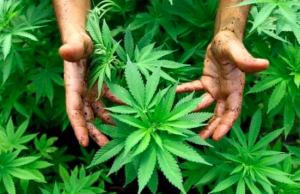 Quali azioni cannabis comprare?